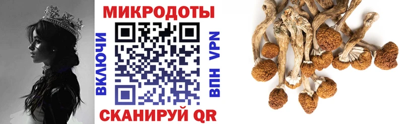 Псилоцибиновые грибы Psilocybe  Бокситогорск 